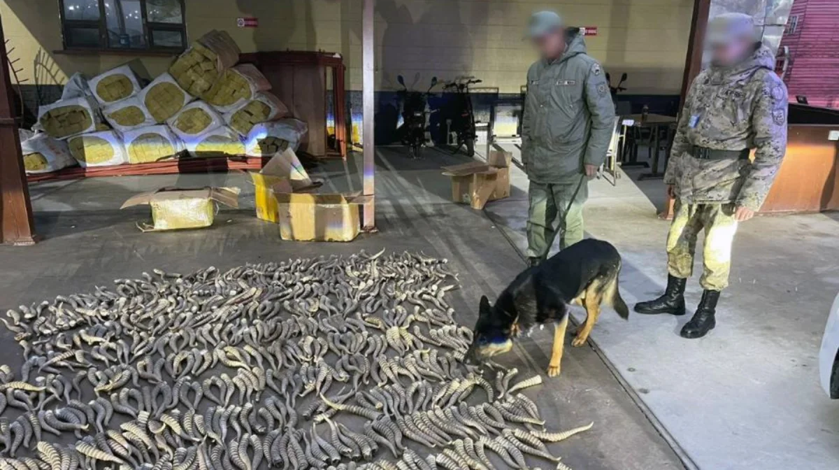 Мыңға жуық киік мүйізі шетел асырылмақ болды