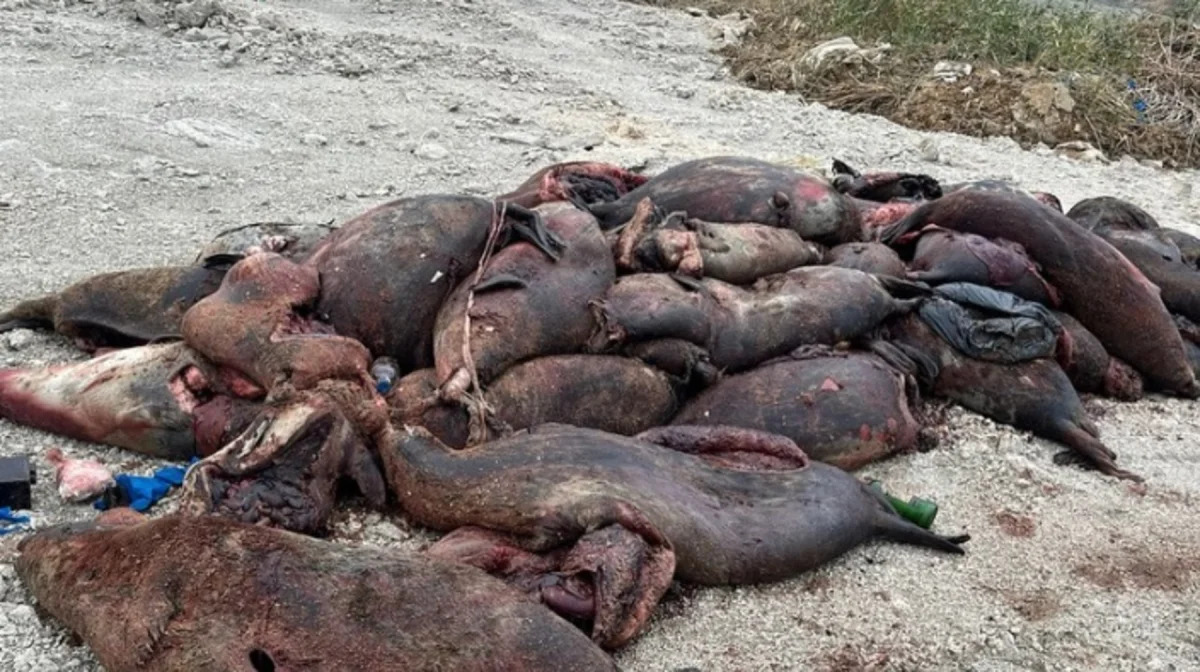 Мертвых тюлений обнаружили на берегу Каспийского моря