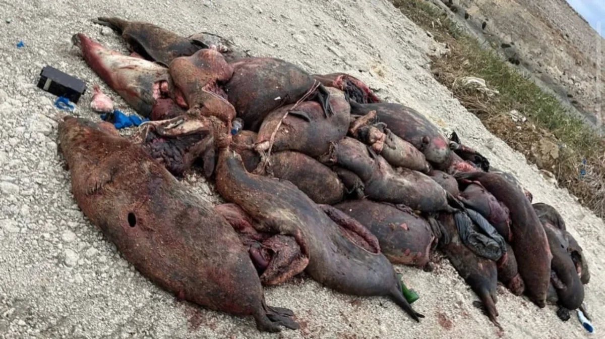 Каспий жағалауында итбалық қырылды