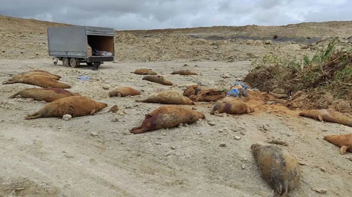 Каспийде қырылған итбалық саны көбейіп барады