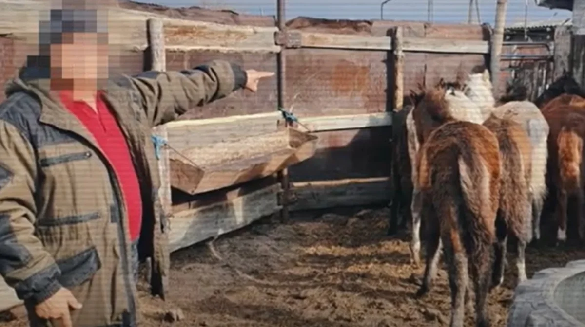 Группу скотокрадов задержали в области Абай