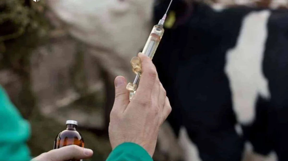 Қазақстанда бруцеллез бойынша қолайсыз пункттерді тіркеу 30%-ға төмендеді