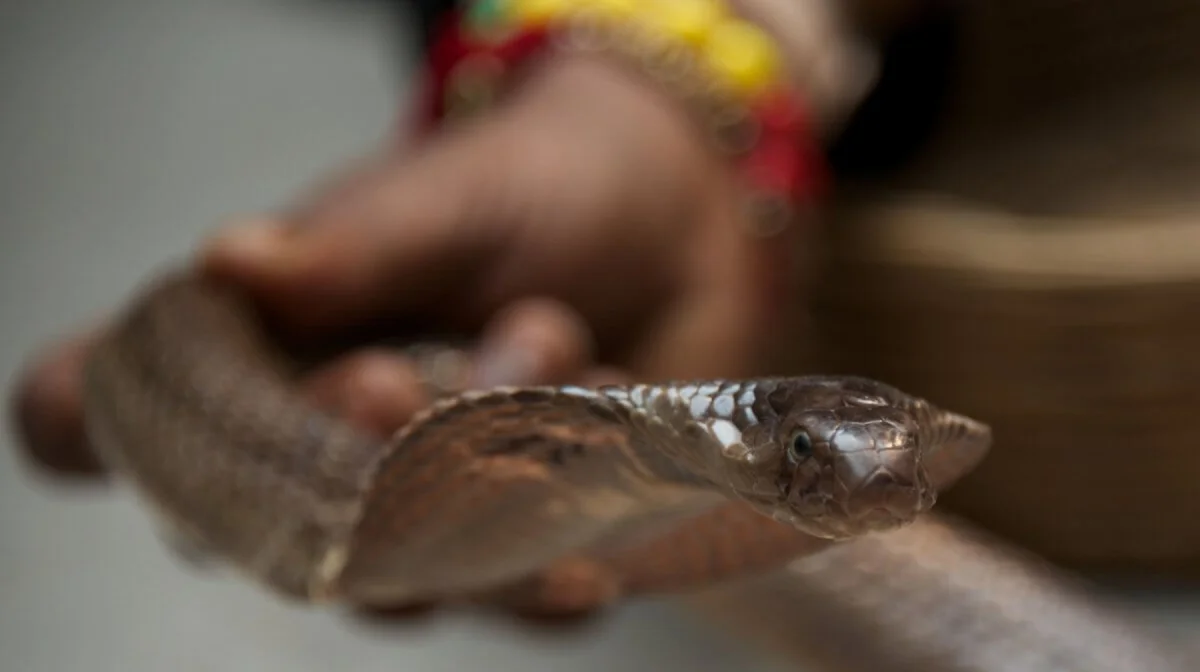 На утренник в детский сад принесли кобру (ВИДЕО)
