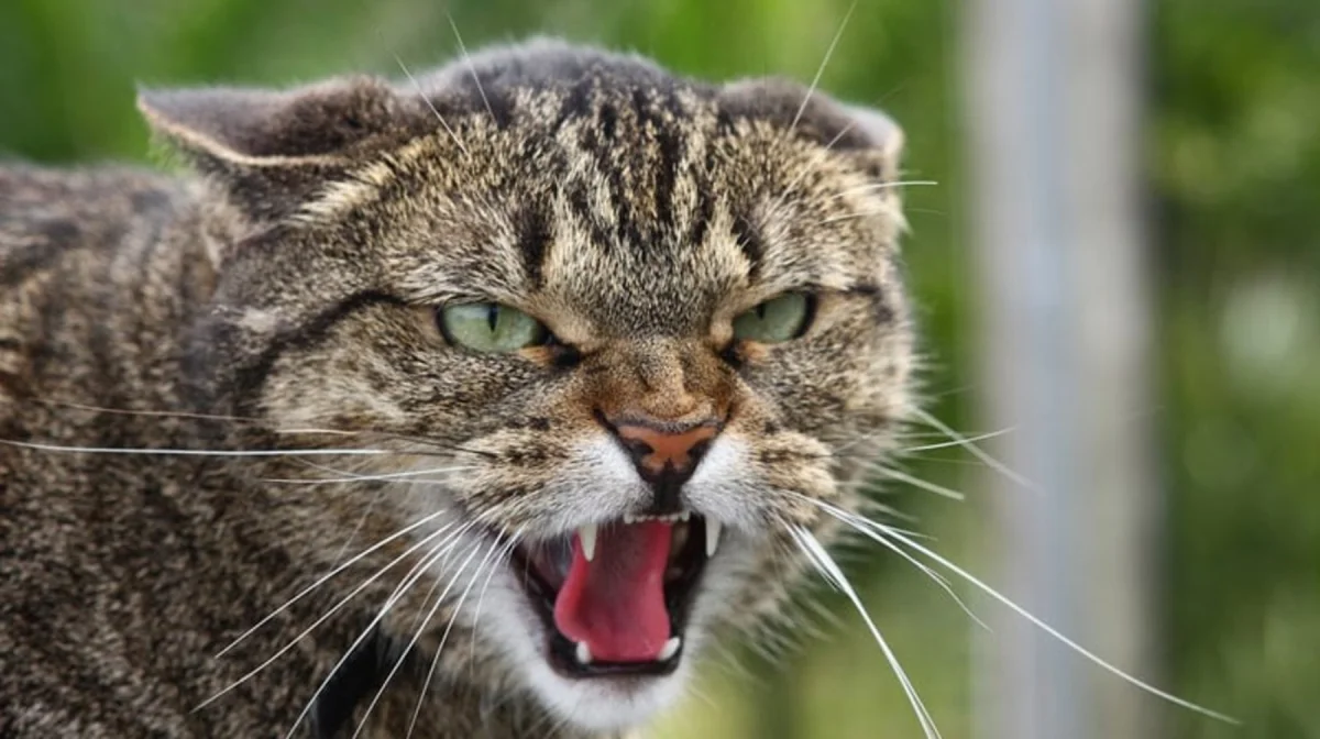 «Атырауда қарт әжейді мысық жеп қойды»: Полиция мәлімдеме жасады