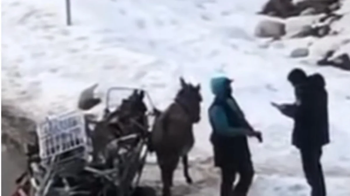 Полиция қызметкері есек арбаға айыпұл жазды (Видео)