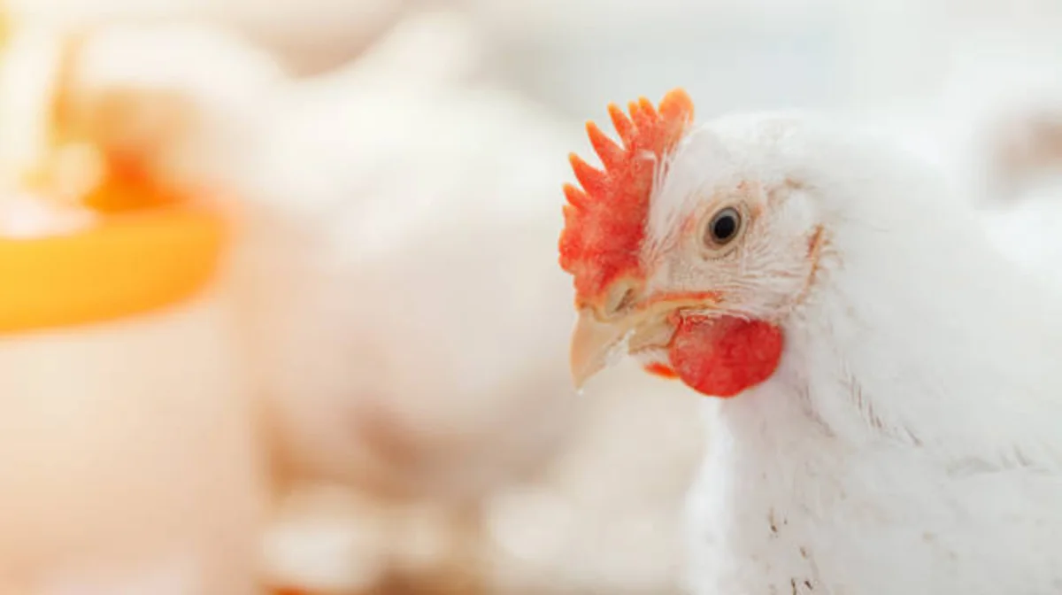 Минсельхоз Казахстана прокомментировал ситуацию с обнаружением в России листерии в курице