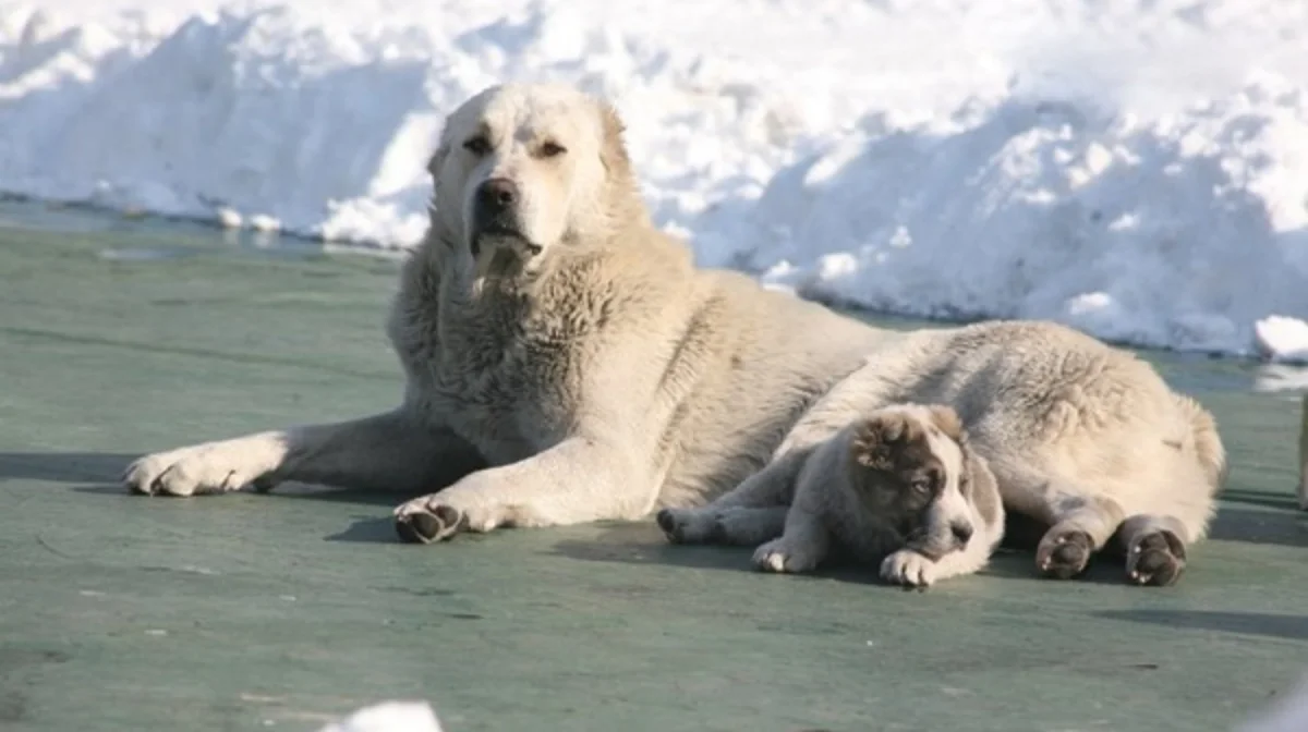 Ученые раскрыли генетическую карту казахских собак породы тобет