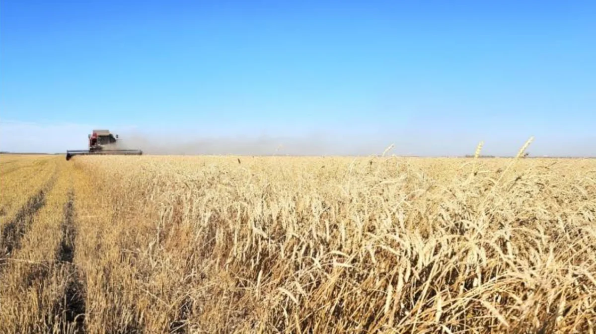 Қазақстанда жоғары сапалы тұқымдар орталығы құрылады