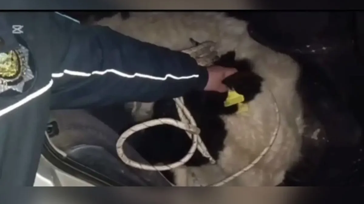 Украденную корову везли в салоне авто в Кызылординской области