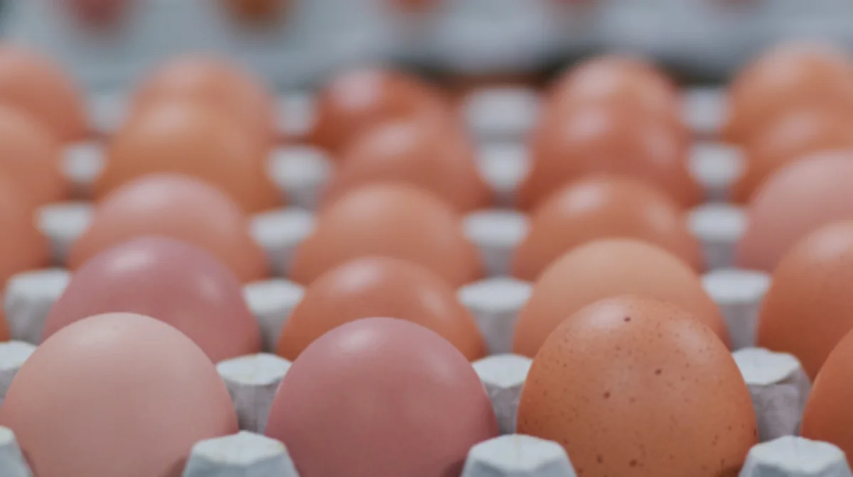 Жұмыртқа қымбаттамайды: кәсіпкерлер баға тұрақтылығын қамтамасыз етуге міндеттеме алды