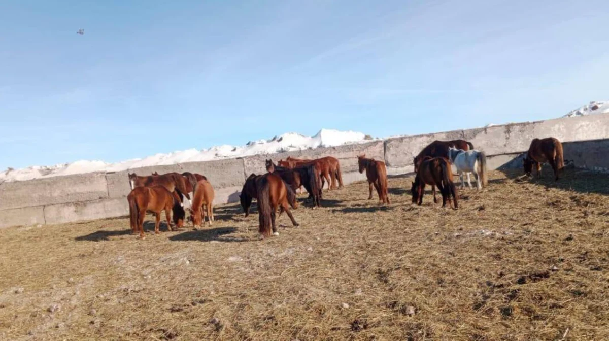 «25 млн теңгенің малын ұрлаған»: Қостанай облысында қылмыстық топ ұсталды