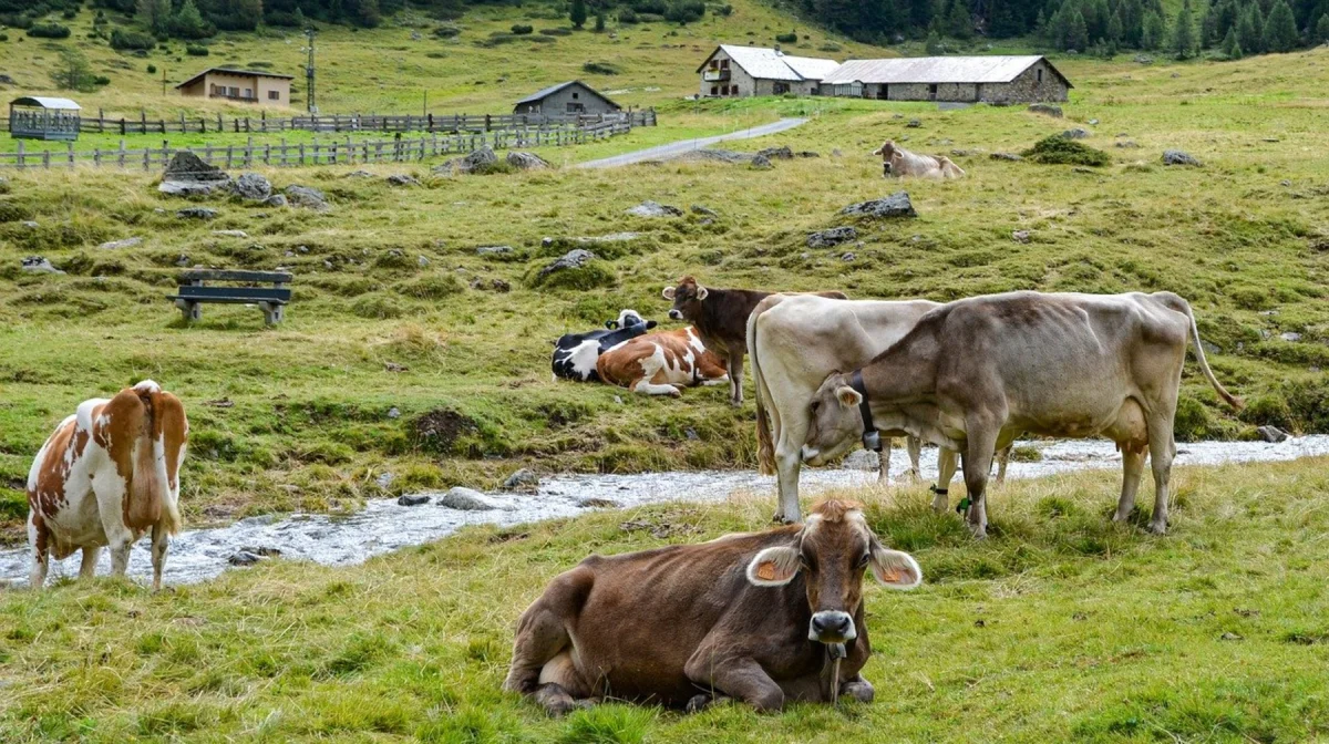 Казахстан и Китай создадут совместную лабораторию животноводства