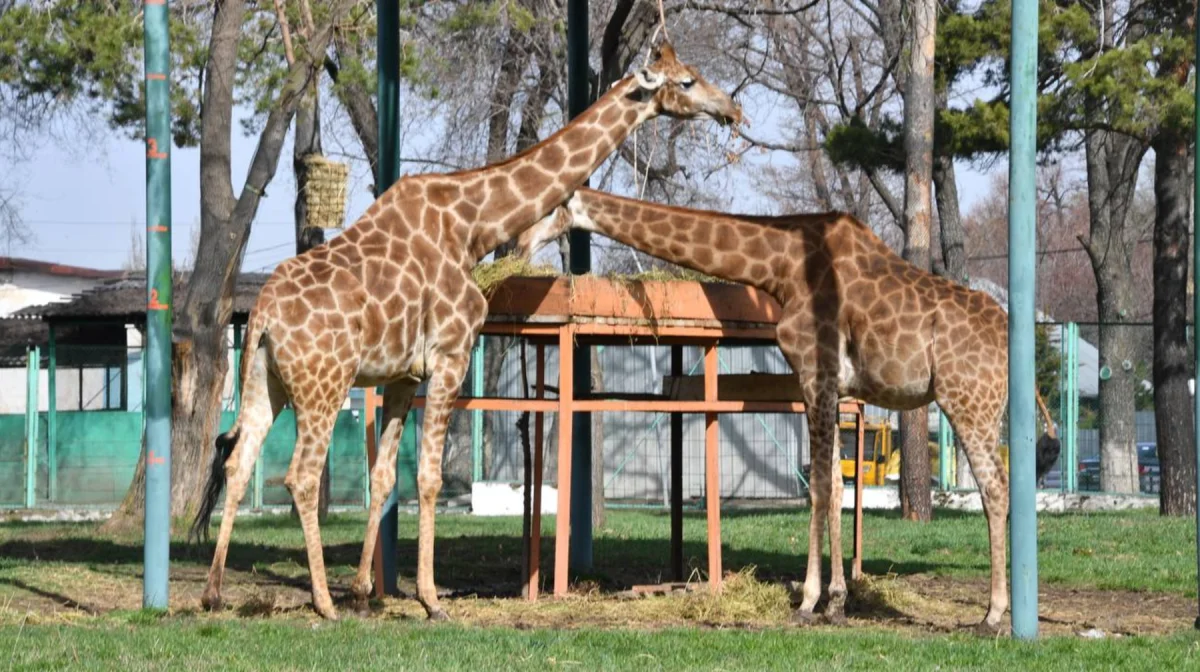 Алматы хайуанаттар бағы рекорд орнатты