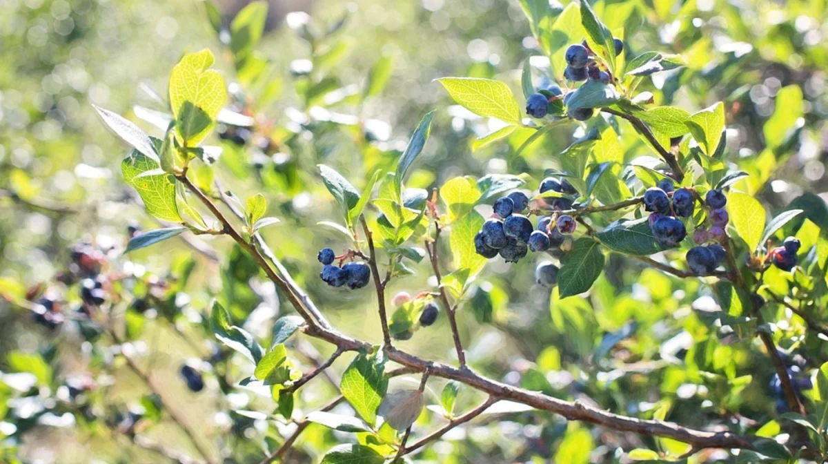 За хищение бюджетных денег осужден экс-руководитель «Жасыл аймак»