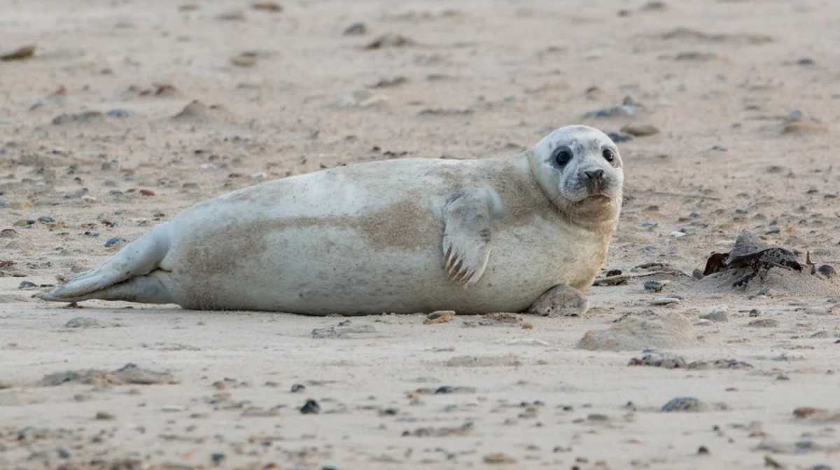 Тюлени лишились возможности питания на Каспии
