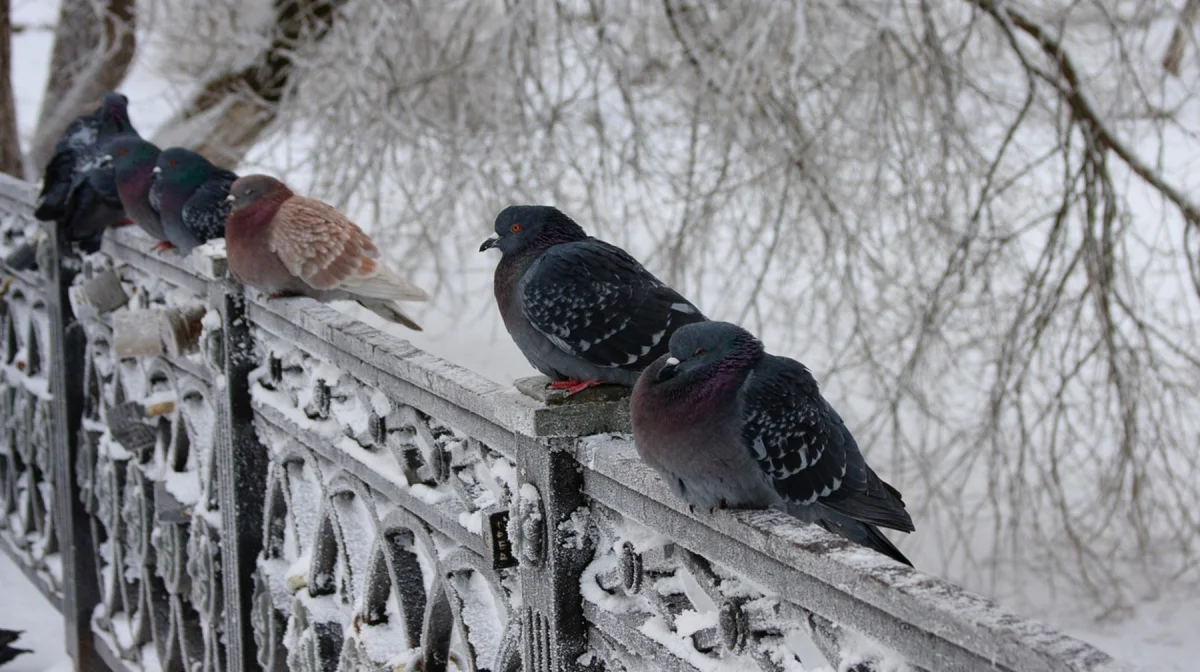 В Казахстан снова придут морозы
