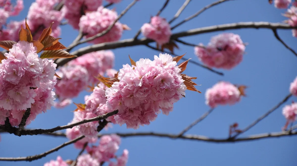 Где в Казахстане и за границей отдохнуть на Наурыз и во сколько это обойдётся?