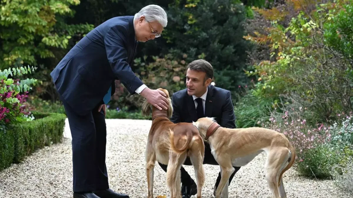 Чистокровные тазы могут исчезнуть в Казахстане – сенатор бьет тревогу