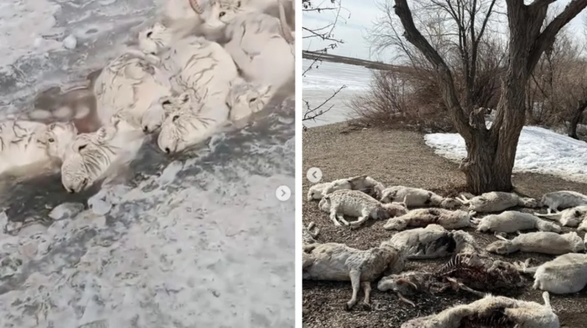 В Минэкологии назвали причину массового падежа сайгаков в Казахстане