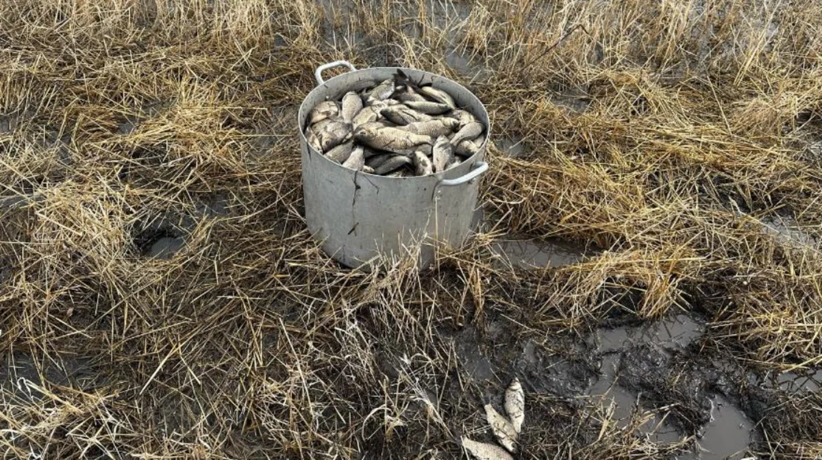 В Костанайской области спасают рыбу после разлива озера