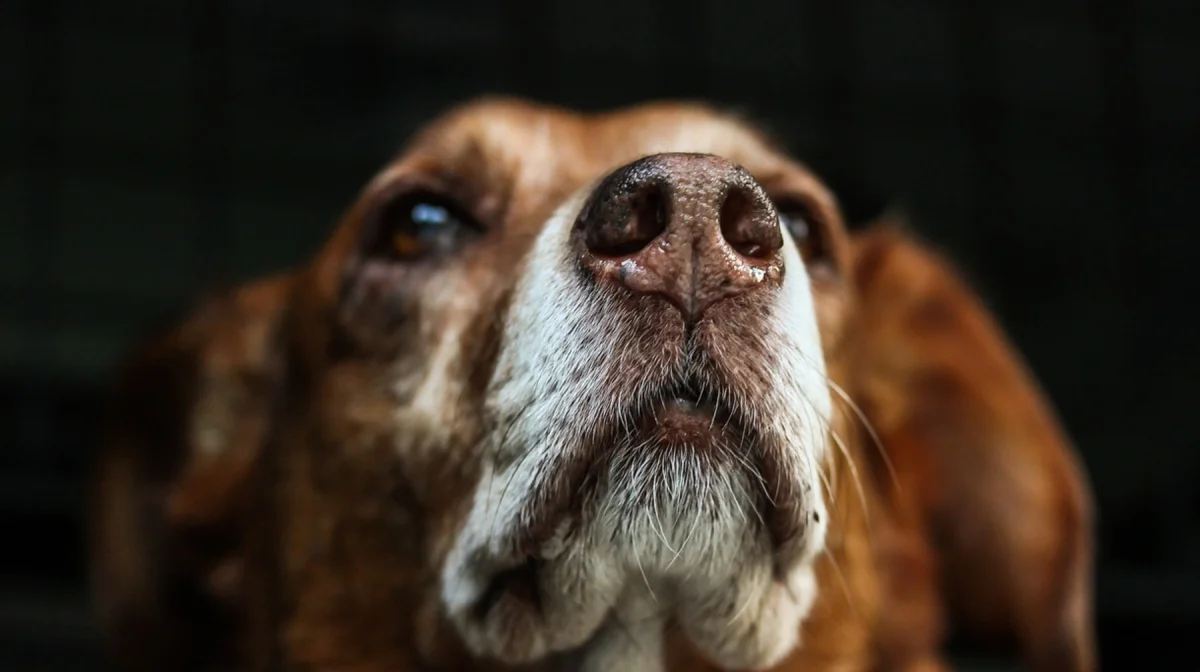 В Казахстане предлагают ужесточить закон о бродячих животных