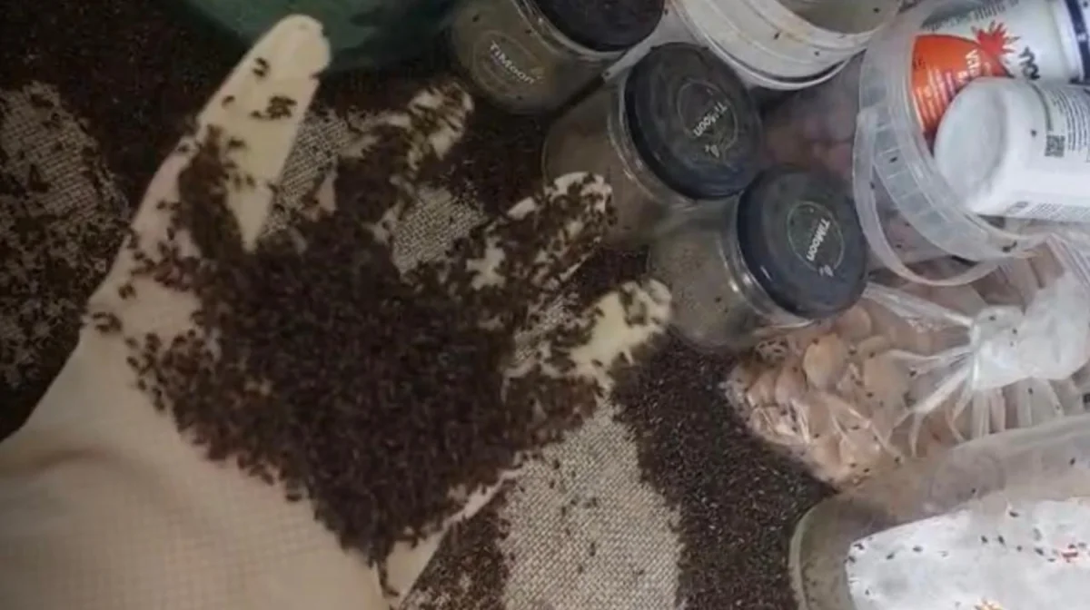 Шіріген көкөніс шыбын-шіркейдің ордасына айналды