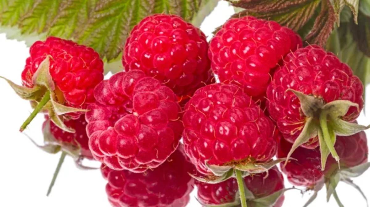 Таңқурайдың «элитасы» министрлікке миллиардқа түсті: шенеунік қамауға алынды