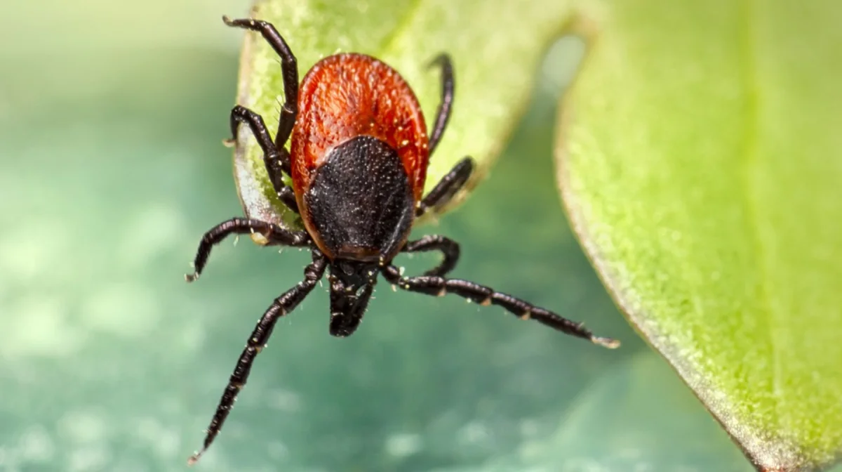 В всплеск нападений клещей на людей наблюдается в Казахстане