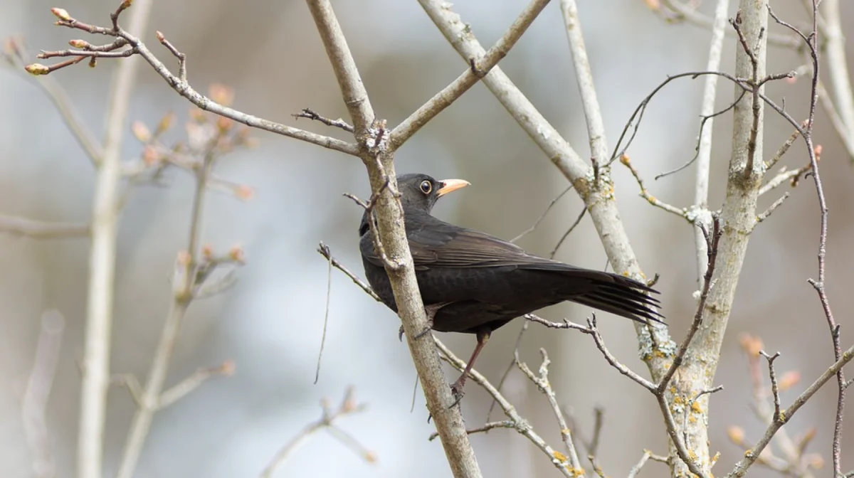 Дожди, снег и пыльные бури ожидаются в Казахстане