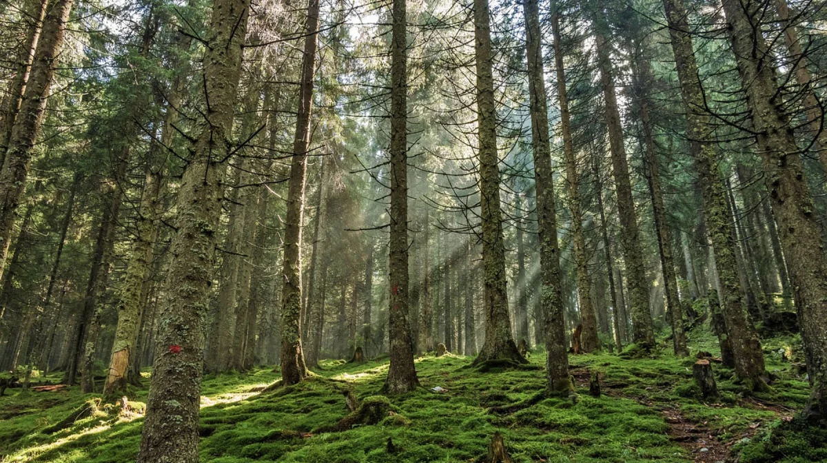 «Семей орманы» в центре скандала: бывшие лесники похищали саженцы для незаконной продажи