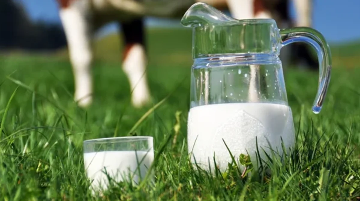 Сиырсыз сүт өндіргендер 339 млн теңге субсидияны қолды қылған