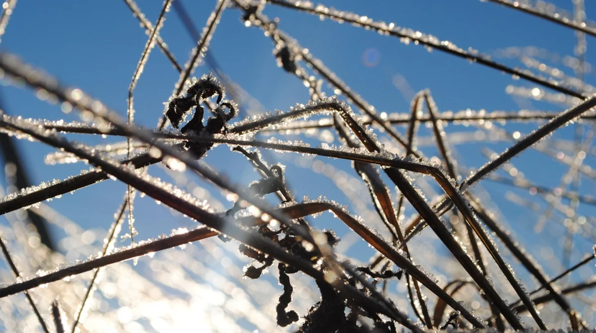 В каких регионах Казахстана ожидаются заморозки