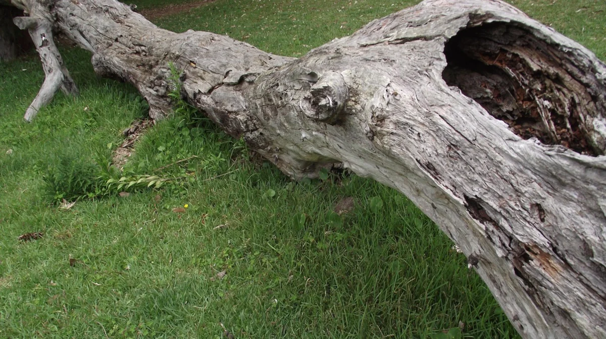 Упавшее дерево убило пенсионерку на кладбище в СКО