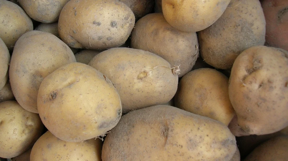 Надбавка в 106%: продавцы в Павлодаре накручивали цену на картофель