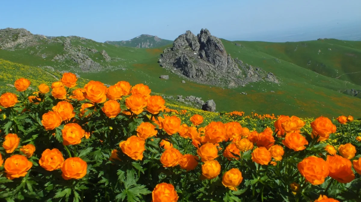 Абай облысында ұлттық парк қызметкерлері жалған дипломмен жұмыс істеген