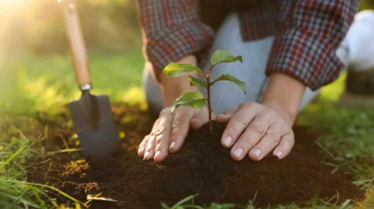 Алматы облысында жыл басталғалы 80 мыңға тарта ағаш отырғызылды