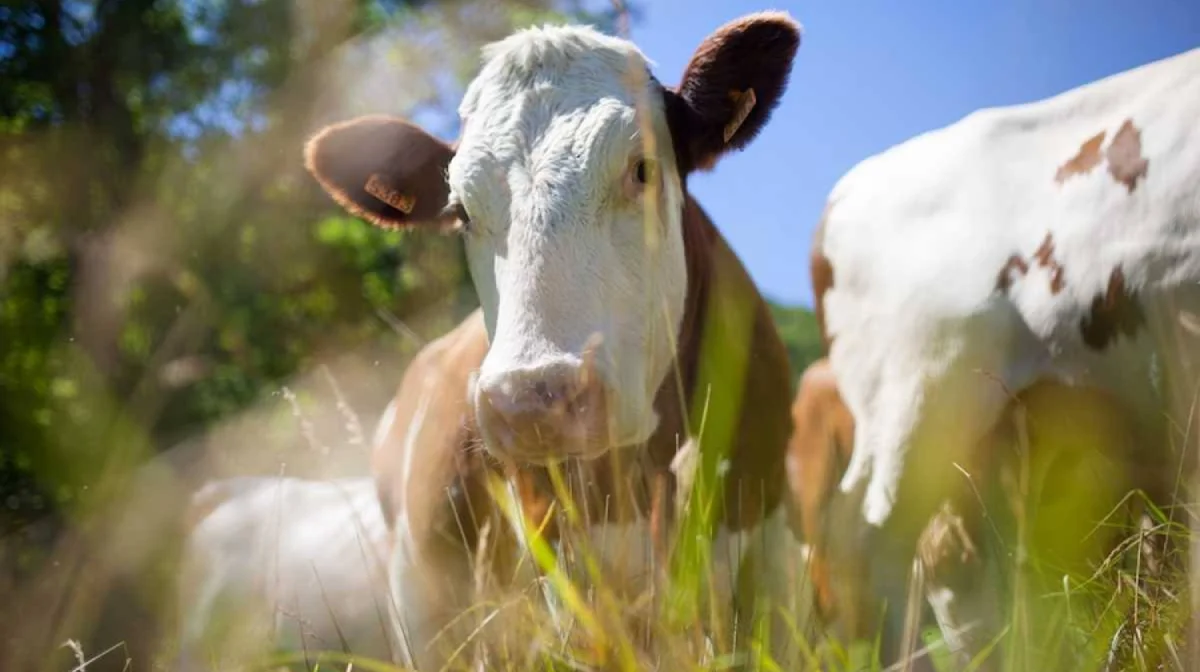 Жыл басынан бері 190-ға жуық мал ұрысы ұсталды