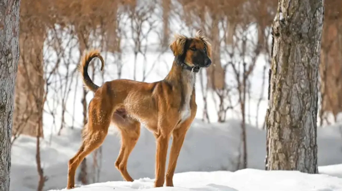 Суд сорвал попытку монополизировать «Казахский тазы»