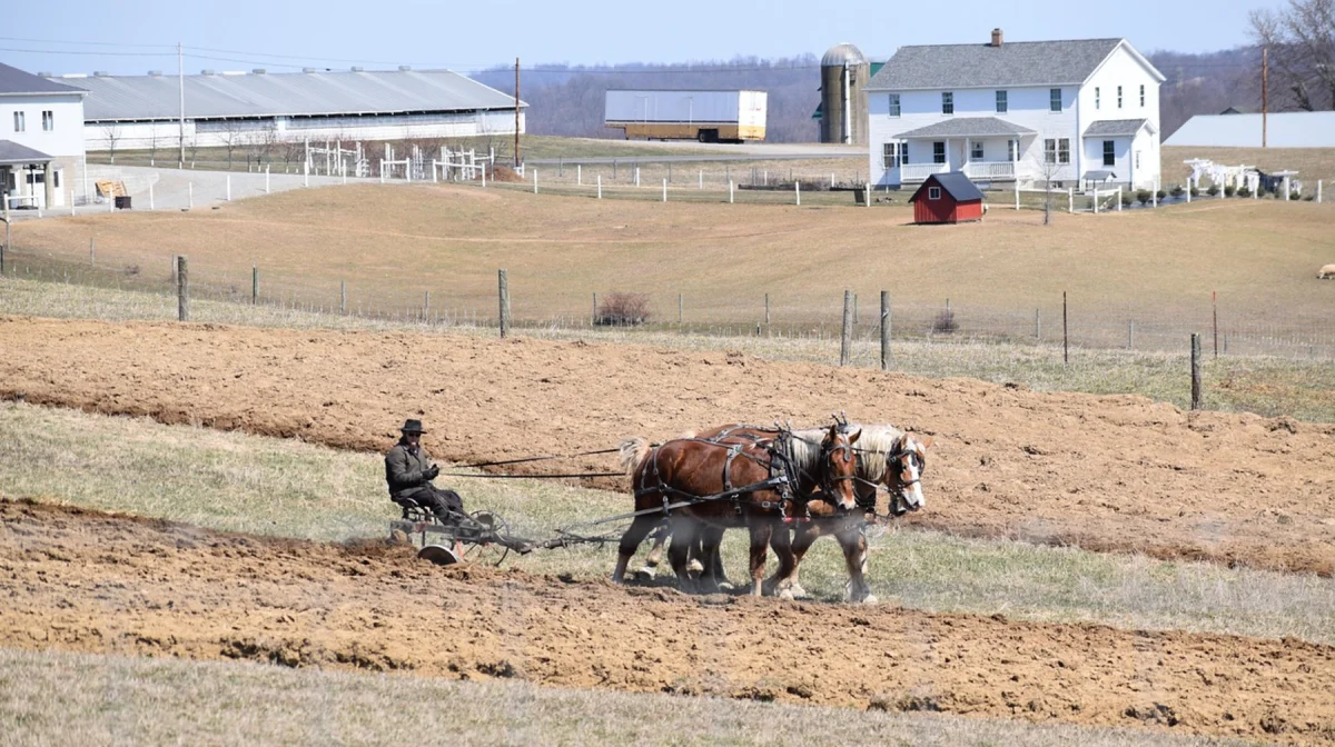 Директор агрохолдинга обманул банк на миллиарды и кинул акмолинских пайщиков