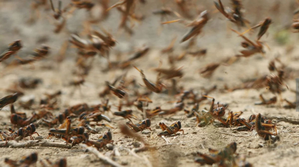 Полчища саранчи покрыли трассу и прилегающие степи в Костанайской области (ВИДЕО)