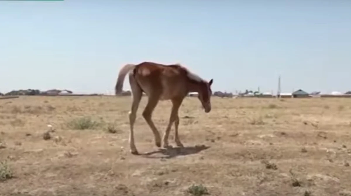 «Скот гибнет, сена нет»: фермеры в Туркестане страдают от засухи и бездействия властей