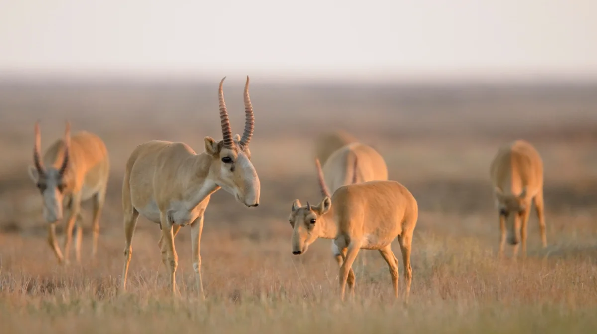 Казахстанские сайгаки уезжают в Китай
