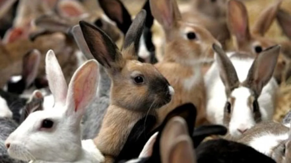 Алматыда жалғызбасты әйел бір бөлмелі пәтерде қоян асырап, маңайының мазасын қашырған