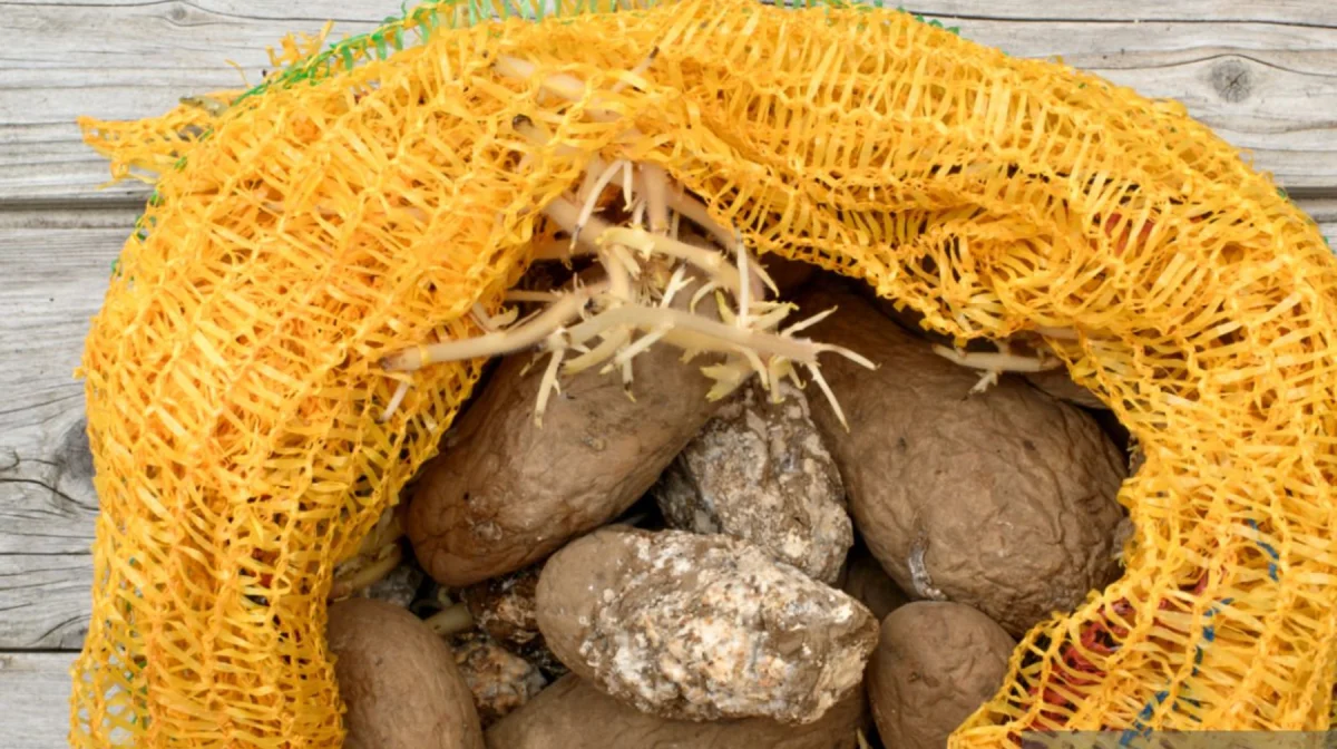 «Картофель сгнил в вагонах»: сенатор требует защитить фермеров от убытков