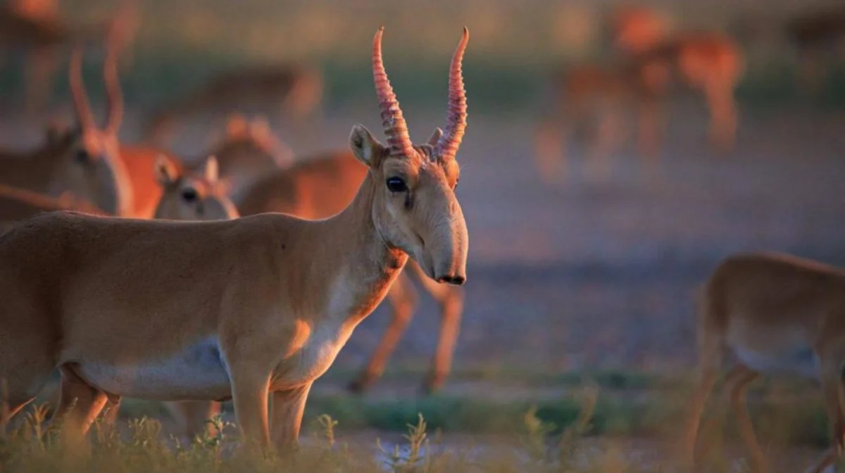 Сайгаки вытеснили скот и разоряют посевы: фермеры ЗКО потребовали решения проблемы
