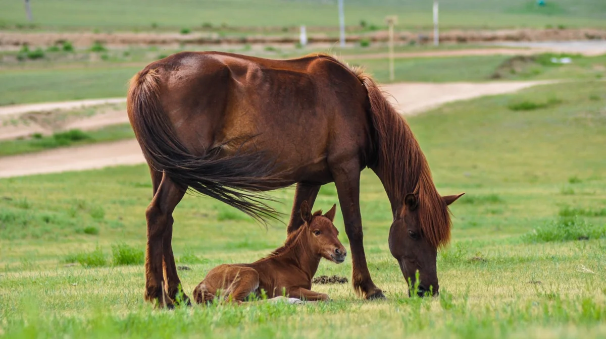 Китайские инвесторы хотят купить казахстанских лошадей