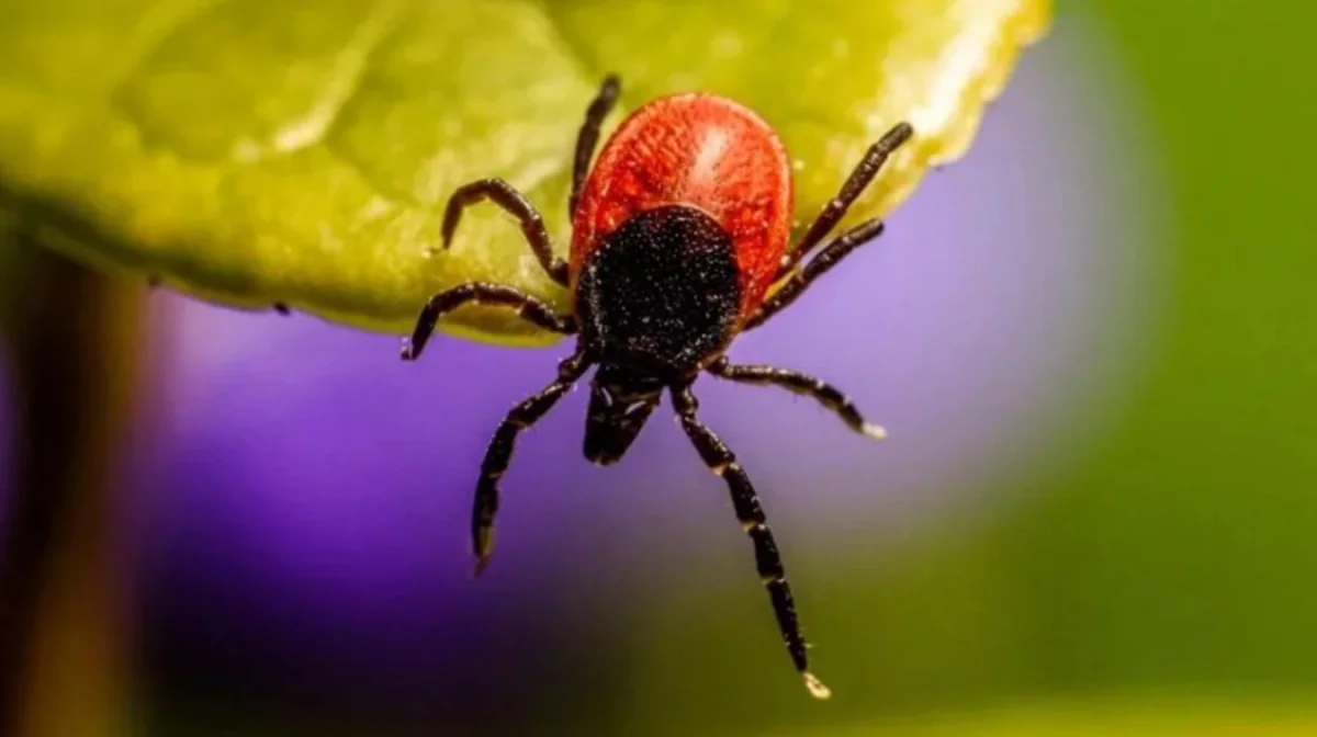 Түркия азаматы жастықтағы кенені өртеймін деп бүкіл орманды өртеп жіберген