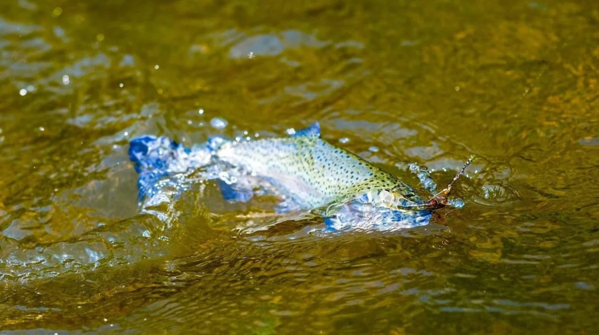 Алматы облысының балық шаруашылығы: орнықты даму мен инвестицияға бағыт