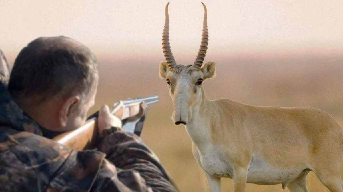 Атып өлтірілген киіктің еті харам: Діни басқарма мәлімдеме жасады