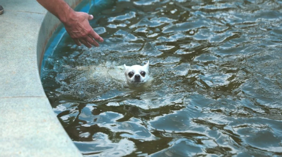 «Қаңғыбас жануарлар мен құстар да шомылады»: Қаладағы фонтандарға не себепті шомылуға болмайды